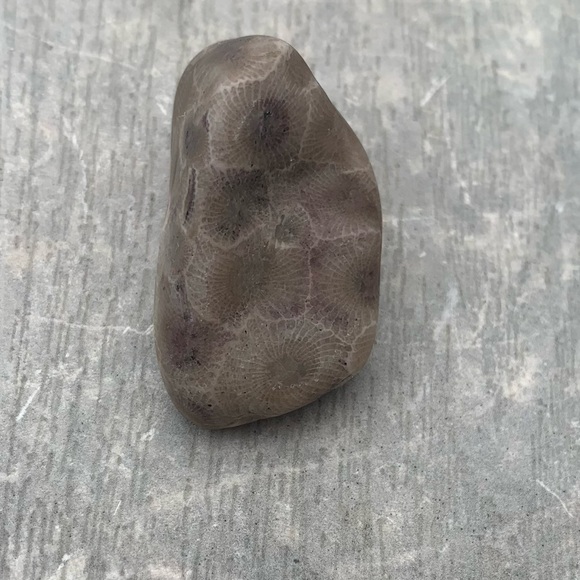 Petoskey stone - Picture 5 of 11